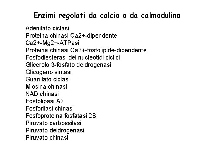 Enzimi regolati da calcio o da calmodulina Adenilato ciclasi Proteina chinasi Ca 2+-dipendente Ca