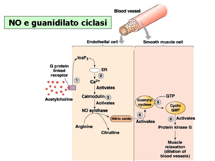 NO e guanidilato ciclasi 