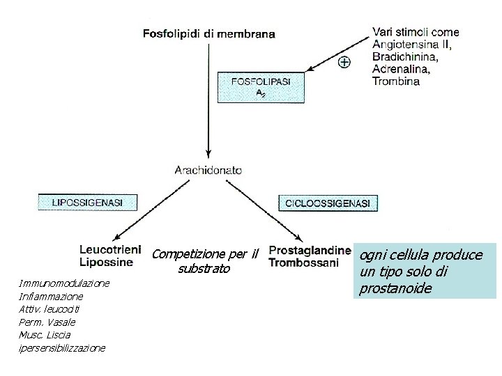 Competizione per il substrato Immunomodulazione Infiammazione Attiv. leucociti Perm. Vasale Musc. Liscia ipersensibilizzazione ogni