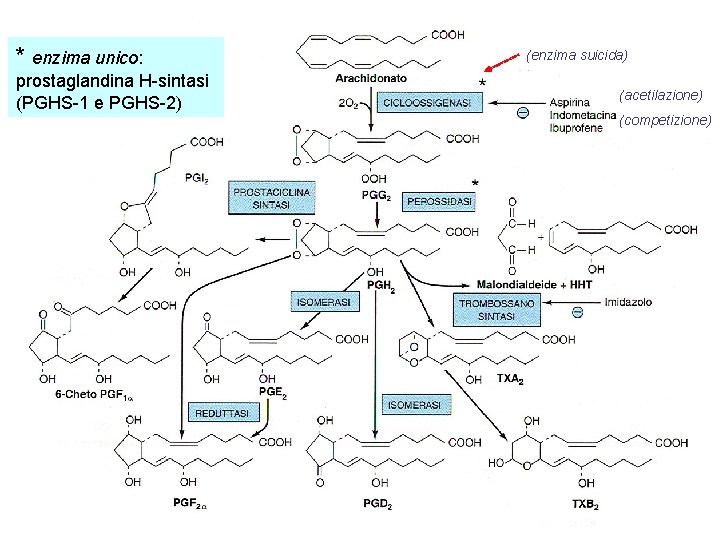 * enzima unico: prostaglandina H-sintasi (PGHS-1 e PGHS-2) (enzima suicida) (acetilazione) (competizione) 