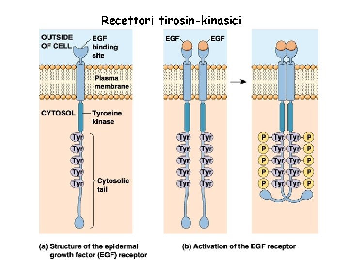 Recettori tirosin-kinasici 