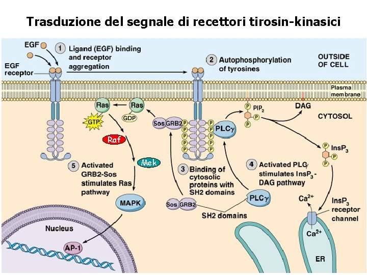 Trasduzione del segnale di recettori tirosin-kinasici Raf Mek 