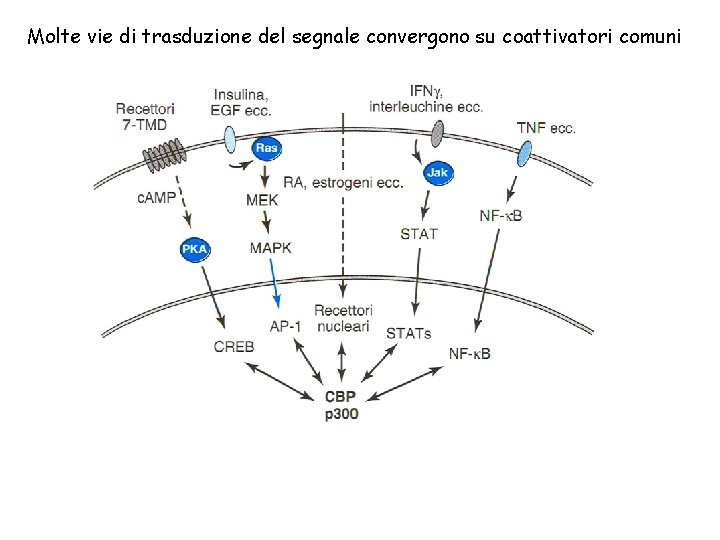 Molte vie di trasduzione del segnale convergono su coattivatori comuni 