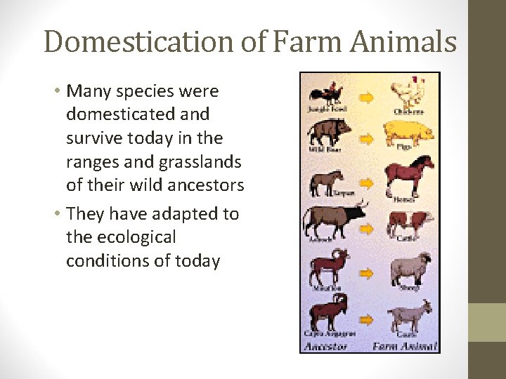 Domestication of Farm Animals • Many species were domesticated and survive today in the