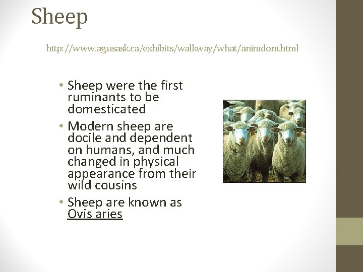 Sheep http: //www. ag. usask. ca/exhibits/walkway/what/animdom. html • Sheep were the first ruminants to