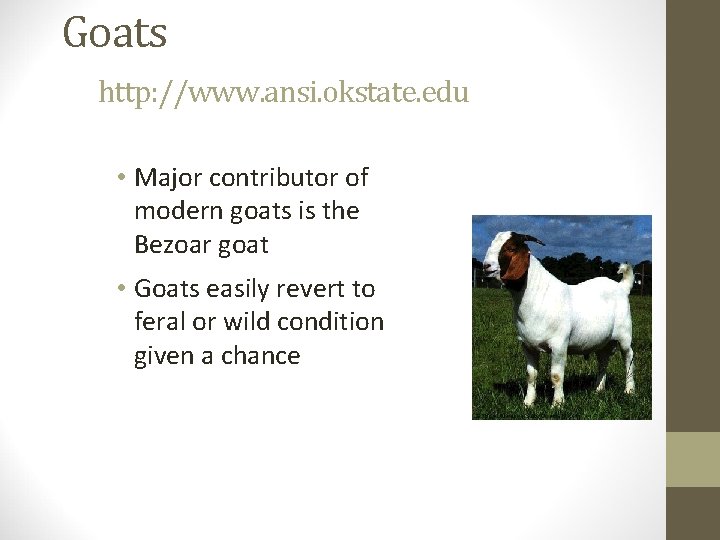 Goats http: //www. ansi. okstate. edu • Major contributor of modern goats is the