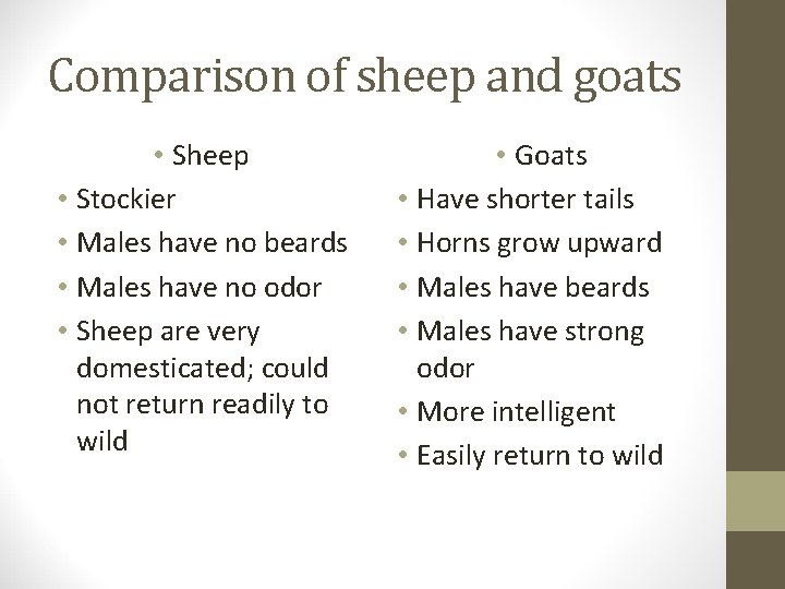Comparison of sheep and goats • Sheep • Stockier • Males have no beards