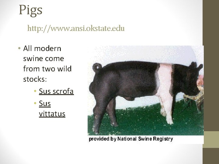 Pigs http: //www. ansi. okstate. edu • All modern swine come from two wild