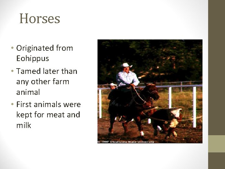 Horses • Originated from Eohippus • Tamed later than any other farm animal •