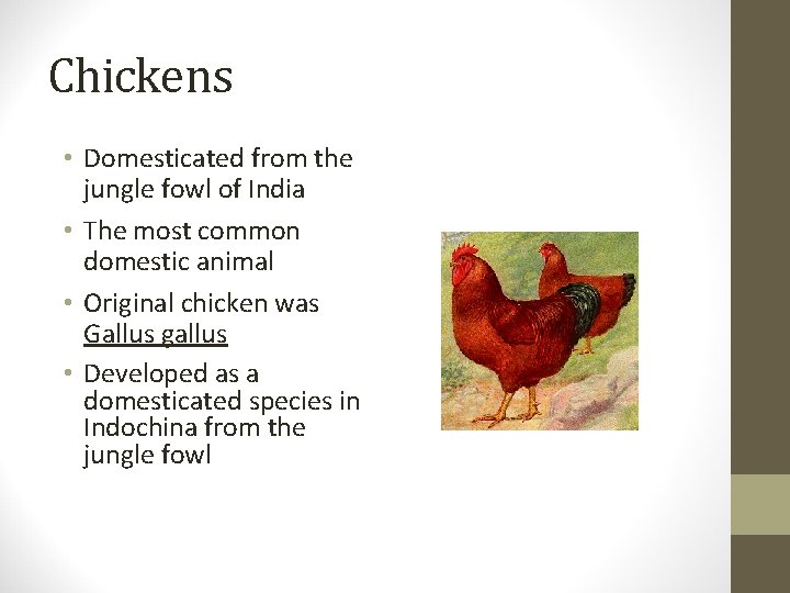 Chickensen • Domesticated from the jungle fowl of India • The most common domestic