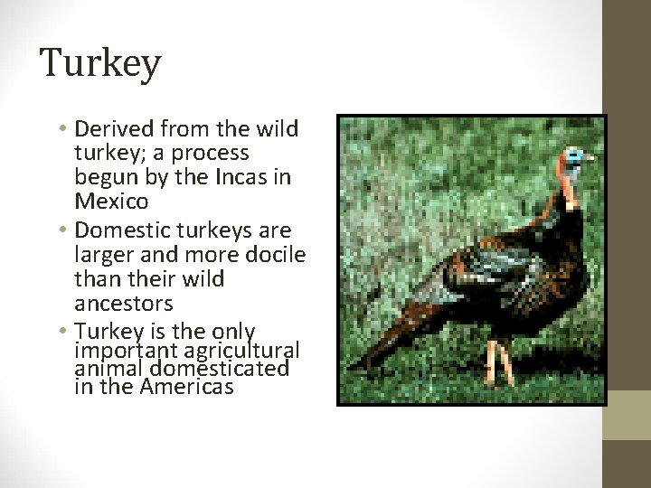 Turkey • Derived from the wild turkey; a process begun by the Incas in