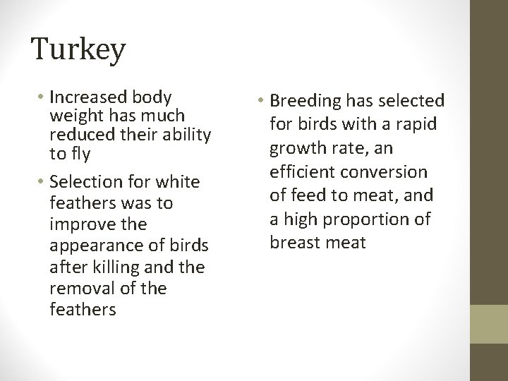 Turkey • Increased body weight has much reduced their ability to fly • Selection