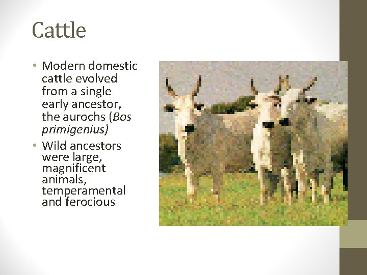 Cattle • Modern domestic cattle evolved from a single early ancestor, the aurochs (Bos