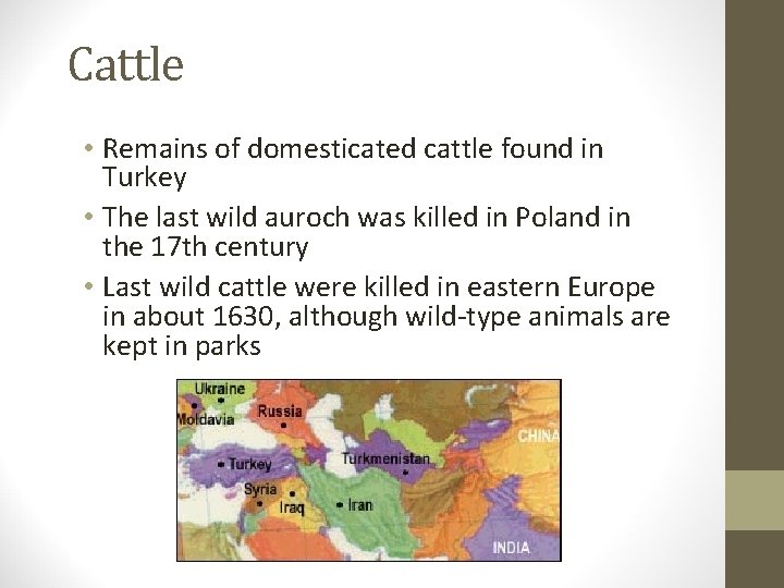 Cattle • Remains of domesticated cattle found in Turkey • The last wild auroch