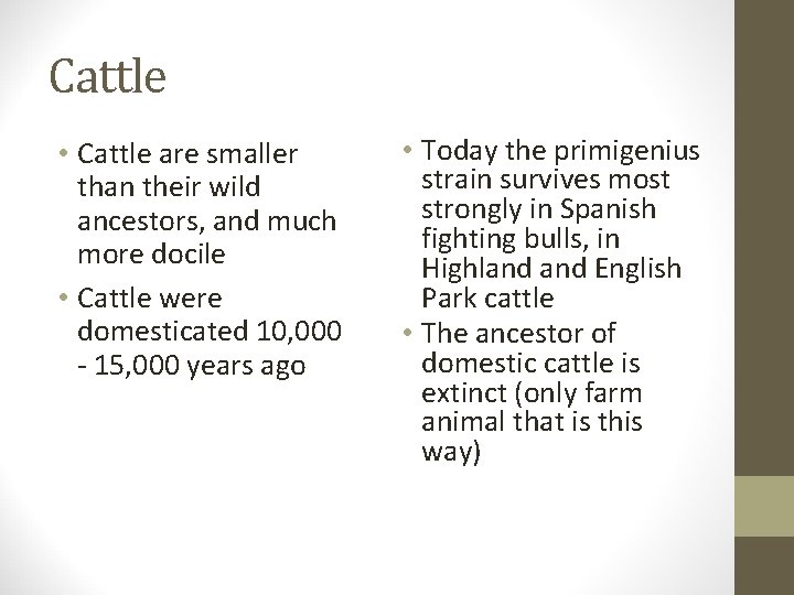 Cattle • Cattle are smaller than their wild ancestors, and much more docile •