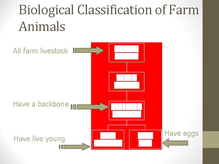 Biological Classification of Farm Animals All farm livestock Have a backbone Have live young