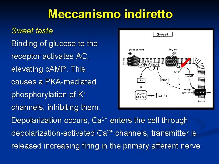 Meccanismo indiretto Sweet taste Binding of glucose to the receptor activates AC, elevating c.