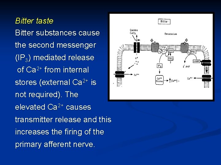 Bitter taste Bitter substances cause the second messenger (IP 3) mediated release of Ca