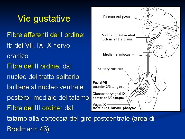 Vie gustative Fibre afferenti del I ordine: fb del VII, IX, X nervo cranico