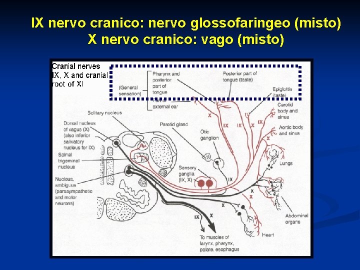 IX nervo cranico: nervo glossofaringeo (misto) X nervo cranico: vago (misto) 