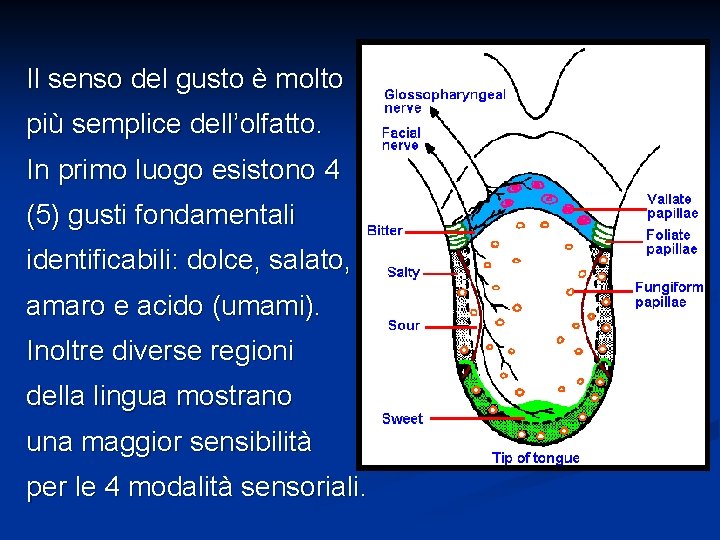 Il senso del gusto è molto più semplice dell’olfatto. In primo luogo esistono 4