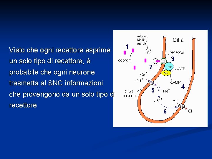 Visto che ogni recettore esprime un solo tipo di recettore, è probabile che ogni