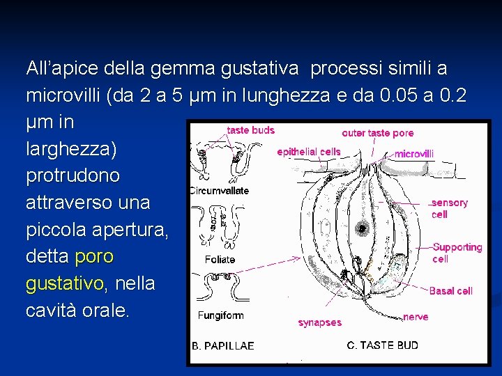 All’apice della gemma gustativa processi simili a microvilli (da 2 a 5 µm in