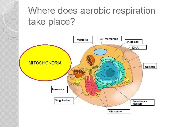 Where does aerobic respiration take place? MITOCHONDRIA 
