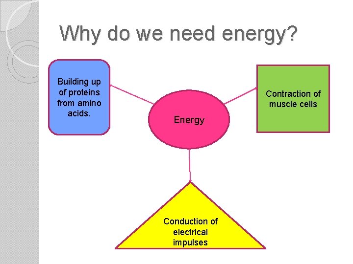 Why do we need energy? Building up of proteins from amino acids. Contraction of