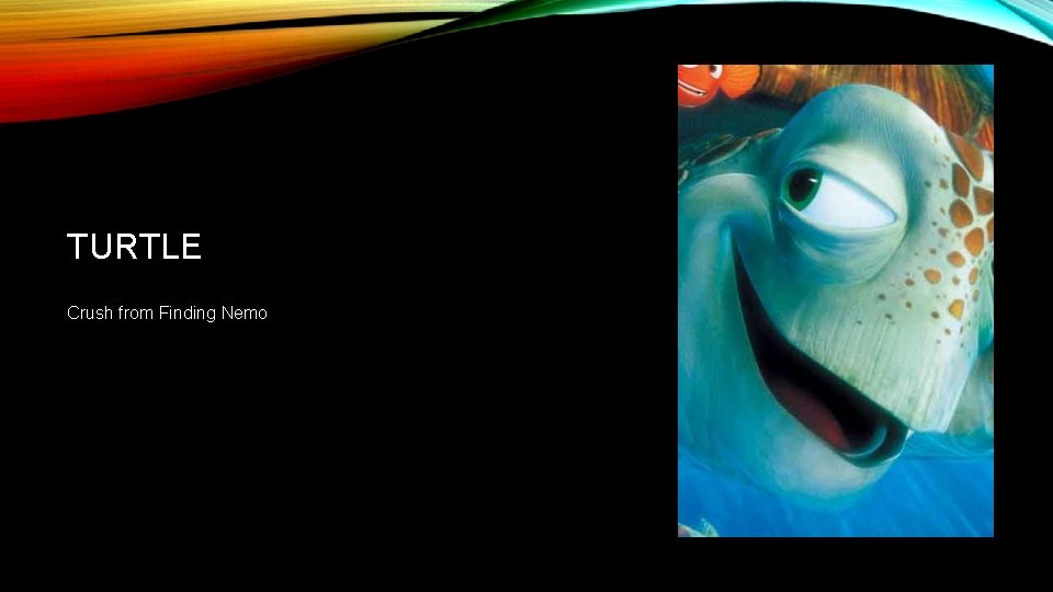 TURTLE Crush from Finding Nemo 