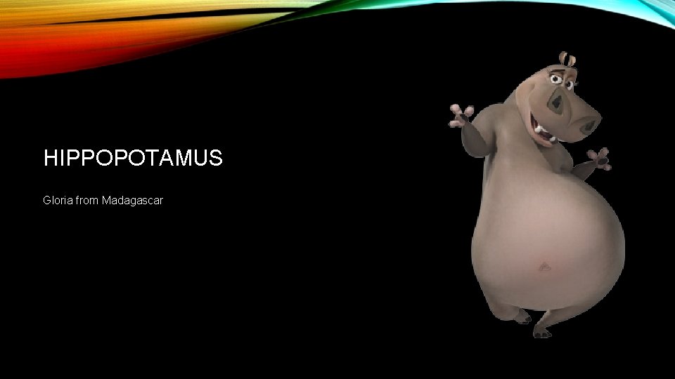 HIPPOPOTAMUS Gloria from Madagascar 