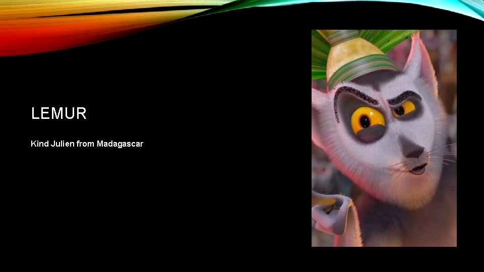 LEMUR Kind Julien from Madagascar 