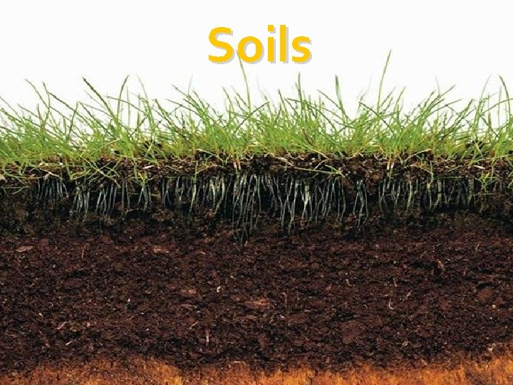 Soils 