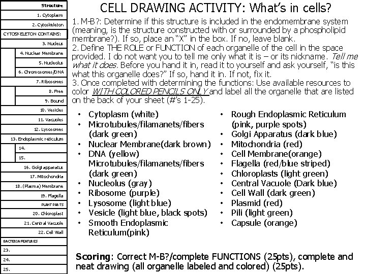Structure 1 Cytoplasm 2 Cytoskeleton CYTOSKELETON CONTAINS 3