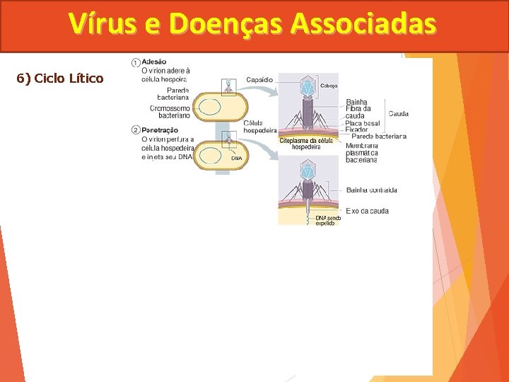 Vírus e Doenças Associadas 6) Ciclo Lítico 