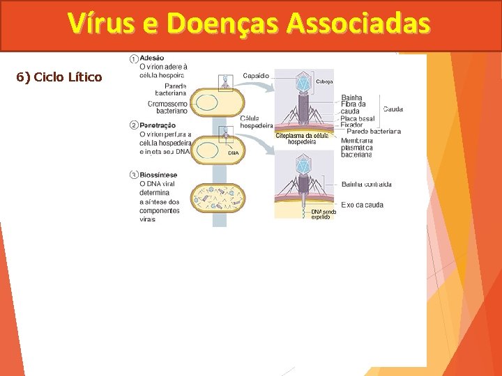 Vírus e Doenças Associadas 6) Ciclo Lítico 