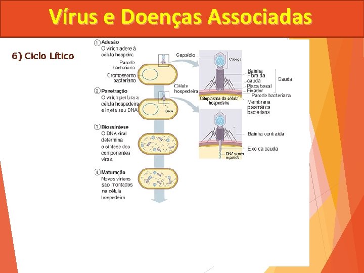 Vírus e Doenças Associadas 6) Ciclo Lítico 