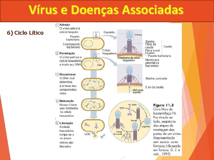 Vírus e Doenças Associadas 6) Ciclo Lítico 