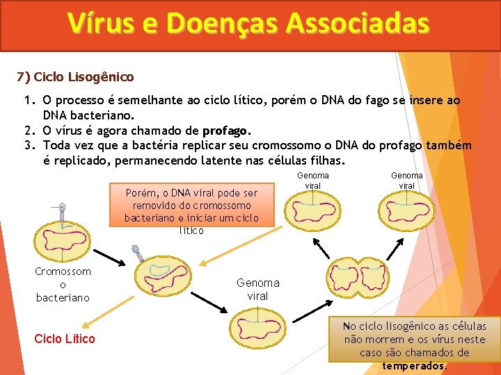 Vírus e Doenças Associadas 7) Ciclo Lisogênico 1. O processo é semelhante ao ciclo