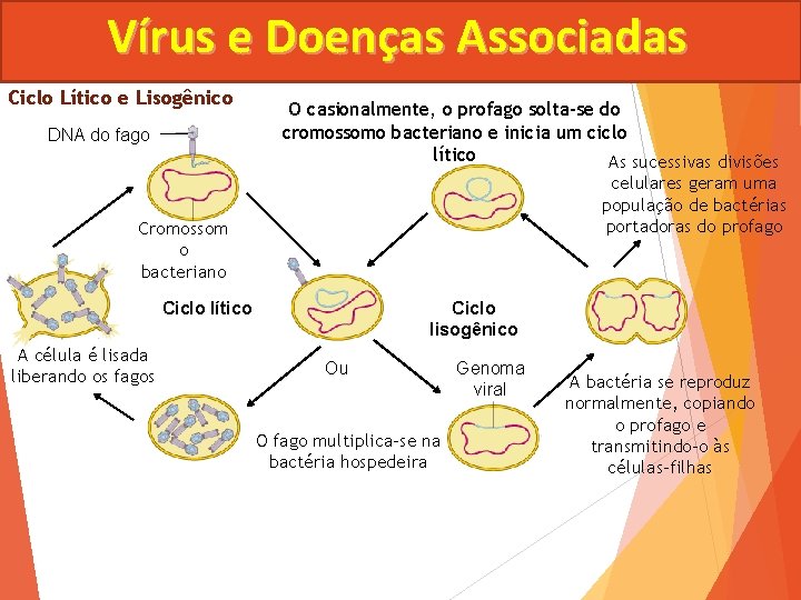 Vírus e Doenças Associadas Ciclo Lítico e Lisogênico DNA do fago O casionalmente, o