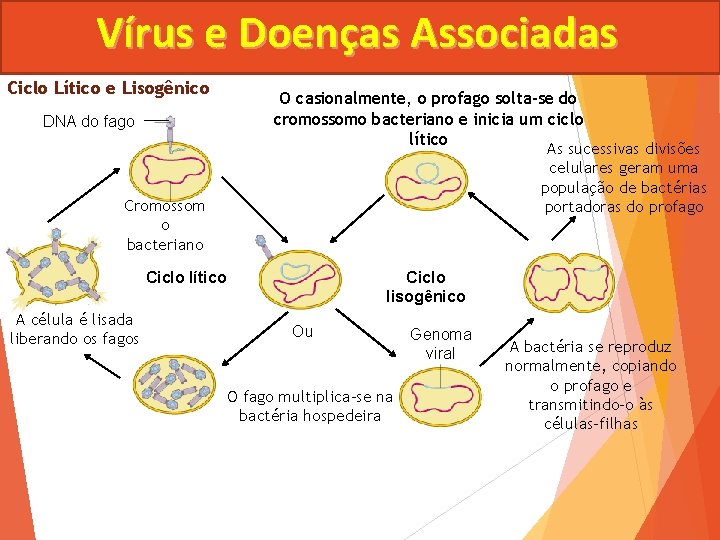 Vírus e Doenças Associadas Ciclo Lítico e Lisogênico DNA do fago O casionalmente, o