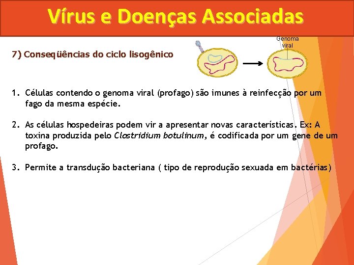 Vírus e Doenças Associadas 7) Conseqüências do ciclo lisogênico Genoma viral 1. Células contendo
