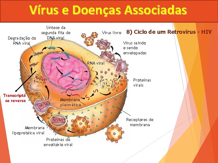 Vírus e Doenças Associadas Degradação do RNA viral Síntese da segunda fita de DNA