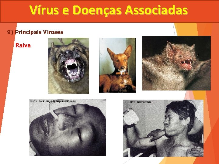 Vírus e Doenças Associadas 9) Principais Viroses Raiva 