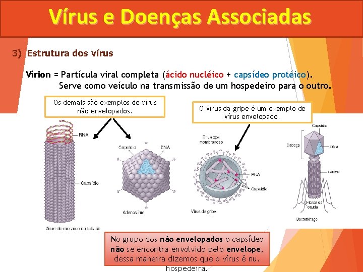 Vírus e Doenças Associadas 3) Estrutura dos vírus Vírion = Partícula viral completa (ácido