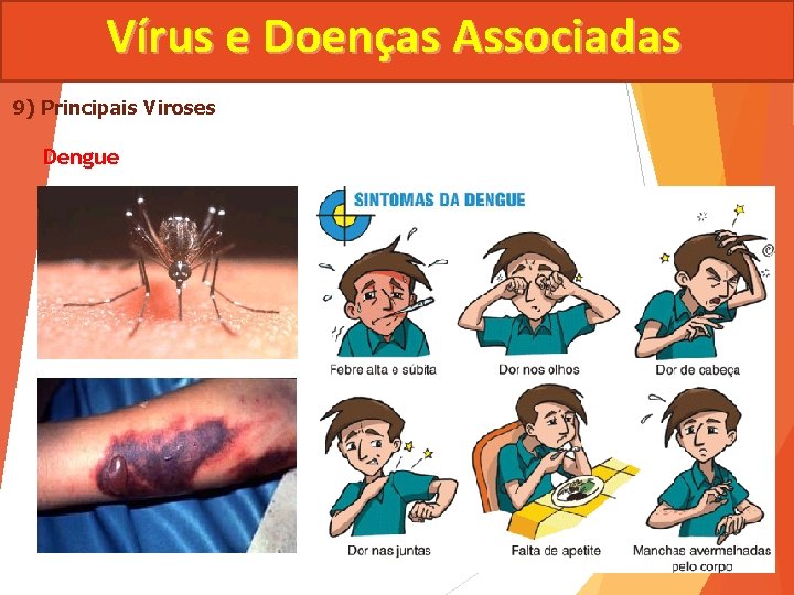 Vírus e Doenças Associadas 9) Principais Viroses Dengue 