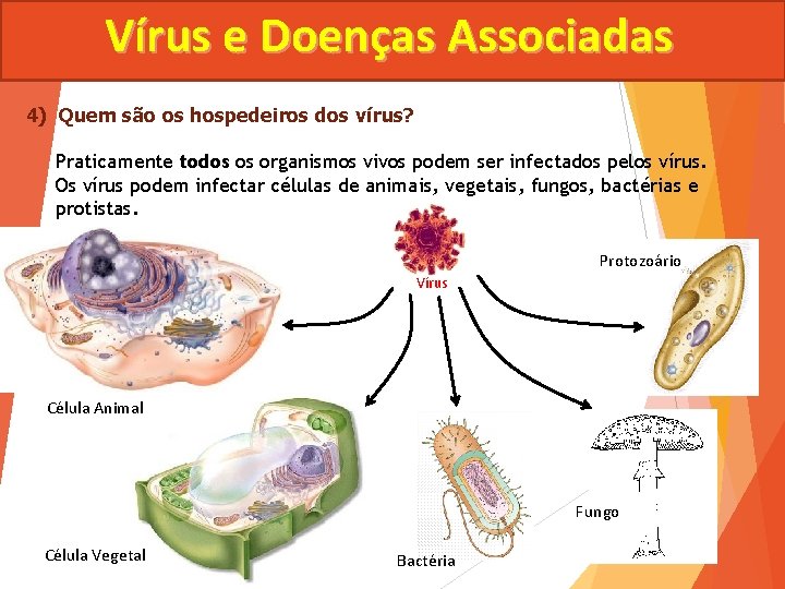 Vírus e Doenças Associadas 4) Quem são os hospedeiros dos vírus? Praticamente todos os