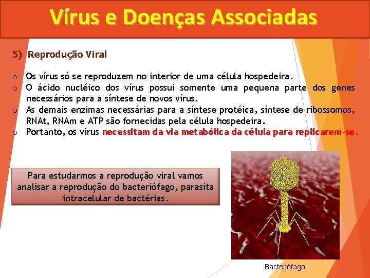 Vírus e Doenças Associadas 5) Reprodução Viral o Os vírus só se reproduzem no