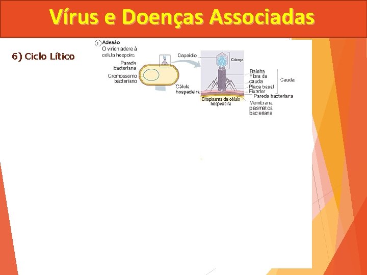 Vírus e Doenças Associadas 6) Ciclo Lítico 