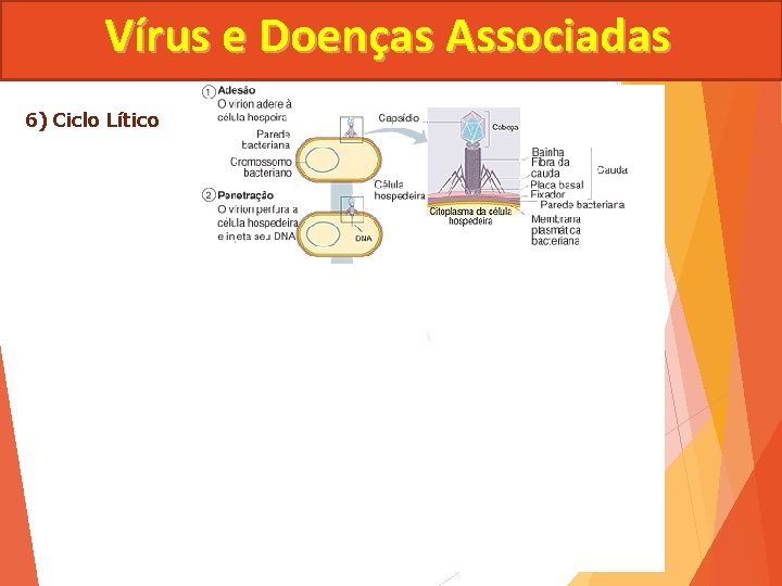 Vírus e Doenças Associadas 6) Ciclo Lítico 